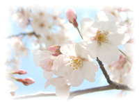 Sakura-Cherry blossom-